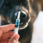Preventing Rabies