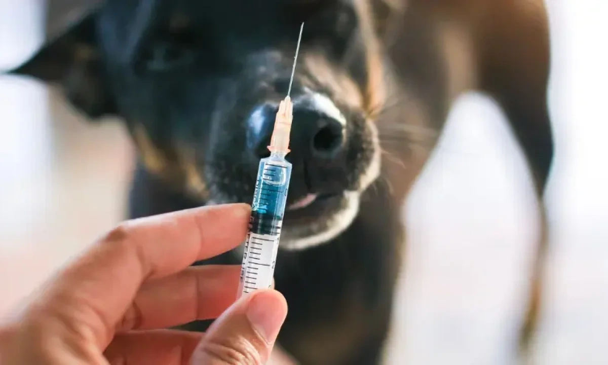 Preventing Rabies
