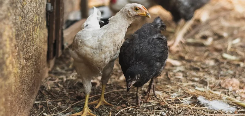 Avian influenza - Bird Flu.