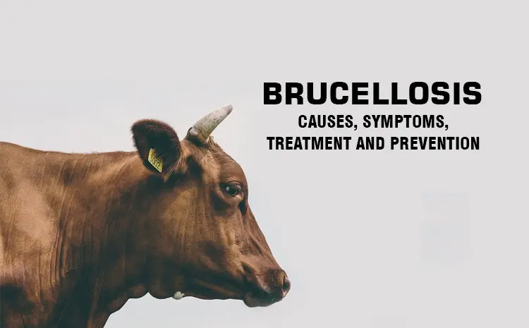 BRUCELLOSIS-CAUSES-SYMPTOMS-TREATMENT-AND-PREVENTION
